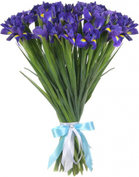 Синие ирисы Синие ирисы